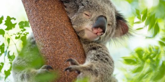 Koalama je uništeno skoro dva miliona hektara staništa za samo deset godina